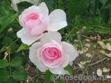 The Wedgwood Rose