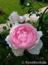 The Wedgwood Rose