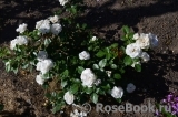 Aspirin Rose