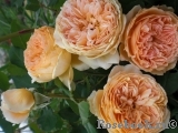 Crown Princess Margareta®