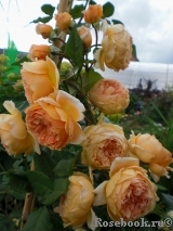 Crown Princess Margareta®