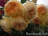 Crown Princess Margareta®