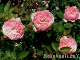 The Alnwick Rose