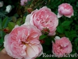 The Alnwick Rose