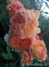 Abraham Darby