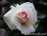 Aspirin Rose