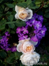 Crocus Rose® 