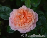 Rose de Cornouaille ®