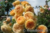 Crown Princess Margareta®