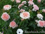 The Alnwick Rose