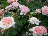 The Alnwick Rose