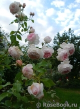 The Wedgwood Rose