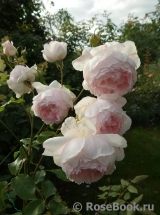 The Wedgwood Rose