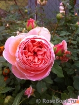 Abraham Darby