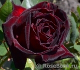 Black Baccara