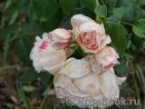 The Wedgwood Rose