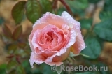 Abraham Darby