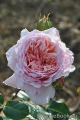 Abraham Darby