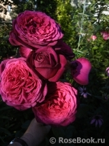 Johann Wolfgang von Goethe Rose®