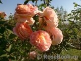 Abraham Darby