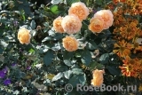 Crown Princess Margareta®