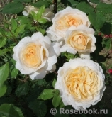 Crocus Rose® 