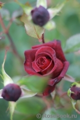 Black Baccara