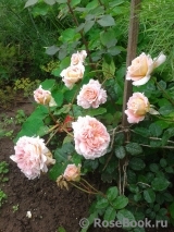 Abraham Darby