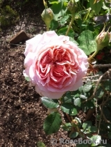 Abraham Darby