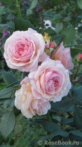 A Shropshire Lad