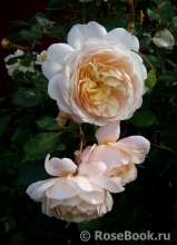 Crocus Rose® 