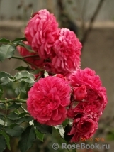 Rosarium Uetersen