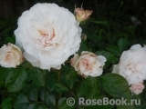 Great North Eastern Rose 