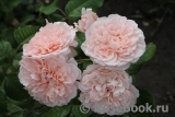 Rose de Tolbiac ®