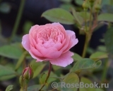 The Alnwick Rose