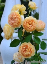 Crown Princess Margareta®