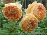 Crown Princess Margareta®