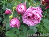 Durance Ancian Rosa