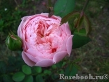 The Alnwick Rose