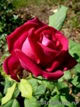 Johann Wolfgang von Goethe Rose®