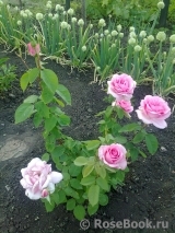 Jardins de Villandry