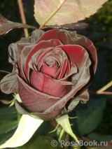 Black Baccara