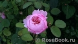 The Alnwick Rose