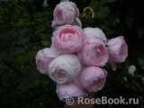 Hans Gonewein Rose 