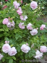 Cottage Rose 