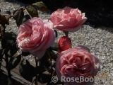 Stefanie´s Rose 