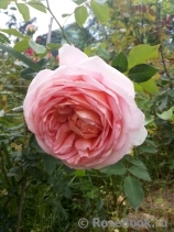 Abraham Darby