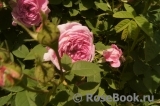 Rose de Montmeillant