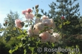 Rose de Tolbiac ®