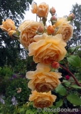 Crown Princess Margareta®